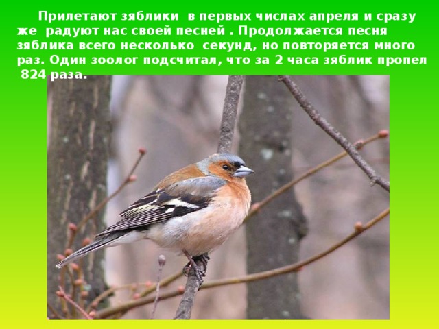  Прилетают зяблики в первых числах апреля и сразу же радуют нас своей песней . Продолжается песня зяблика всего несколько секунд, но повторяется много раз. Один зоолог подсчитал, что за 2 часа зяблик пропел 824 раза.  