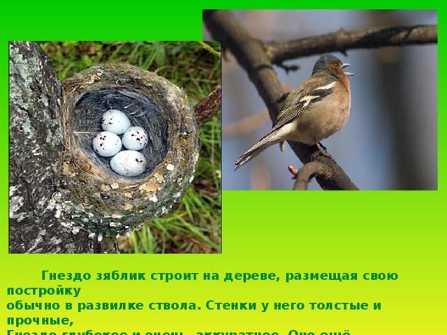  Гнездо зяблик строит на дереве, размещая свою постройку обычно в развилке ствола. Стенки у него толстые и прочные, Гнездо глубокое и очень аккуратное. Оно ещё облицовано кусочками коры, лишайниками, что делает его почти невидимым. 