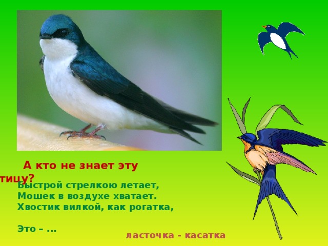 А кто не знает эту птицу? Быстрой стрелкою летает,  Мошек в воздухе хватает.  Хвостик вилкой, как рогатка,  Это – ... ласточка - касатка 