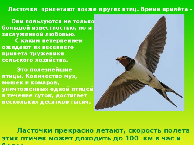 Ласточки прилетают позже других птиц. Время прилёта – май.  Они пользуются не только большой известностью, но и заслуженной любовью.  С каким нетерпением ожидают их весеннего прилета труженики сельского хозяйства.  Это полезнейшие птицы. Количество мух, мошек и комаров, уничтоженных одной птицей в течение суток, достигает нескольких десятков тысяч.  Ласточки прекрасно летают, скорость полета этих птичек может доходить до 100 км в час и более.  
