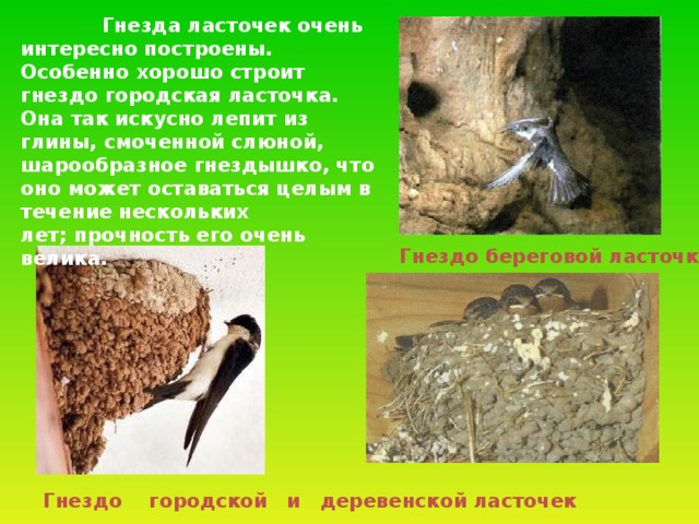 Гнезда ласточек очень интересно построены. Особенно хорошо строит гнездо городская ласточка. Она так искусно лепит из глины, смоченной слюной, шарообразное гнездышко, что оно может оставаться целым в течение нескольких лет; прочность его очень велика. Гнездо береговой ласточки Гнездо городской  и деревенской ласточек 