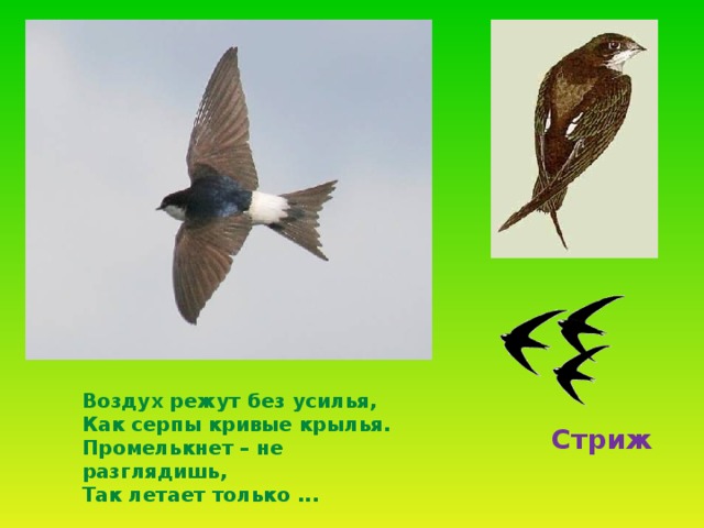 . Воздух режут без усилья,  Как серпы кривые крылья.  Промелькнет – не разглядишь,  Так летает только ...  Стриж 