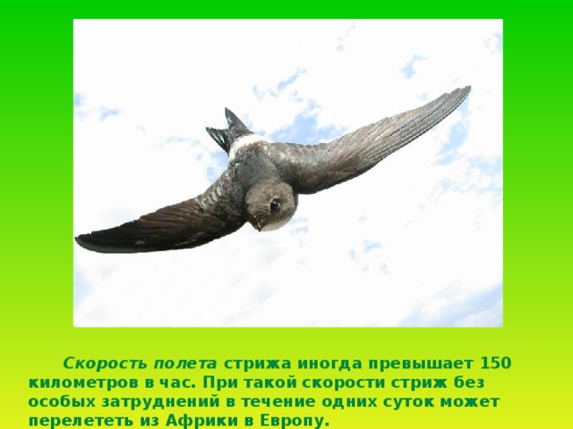  Скорость полета стрижа иногда превышает 150 километров в час. При такой скорости стриж без особых затруднений в течение одних суток может перелететь из Африки в Европу. 