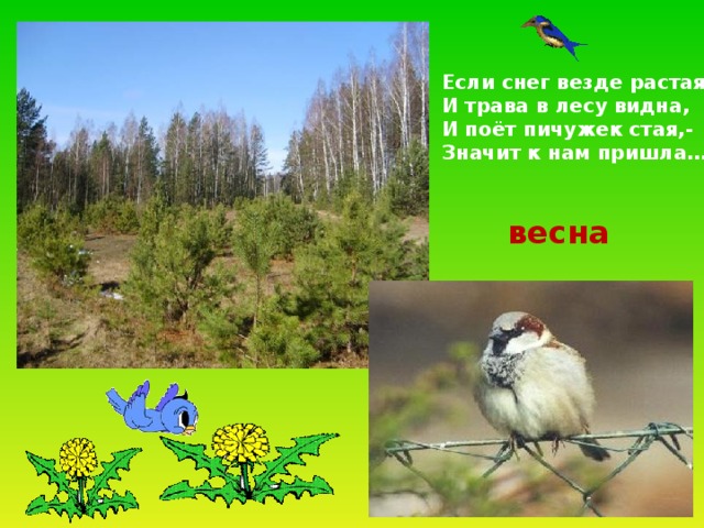 Если снег везде растаял И трава в лесу видна, И поёт пичужек стая,- Значит к нам пришла… весна 