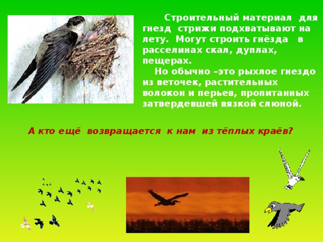  Строительный материал для гнезд стрижи подхватывают на лету. Могут строить гнёзда в расселинах скал, дуплах, пещерах.  Но обычно –это рыхлое гнездо из веточек, растительных волокон и перьев, пропитанных затвердевшей вязкой слюной.  А кто ещё возвращается к нам из тёплых краёв? 