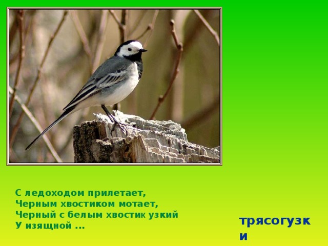 С ледоходом прилетает,  Черным хвостиком мотает,  Черный с белым хвости к узкий  У изящной ...  трясогузки 