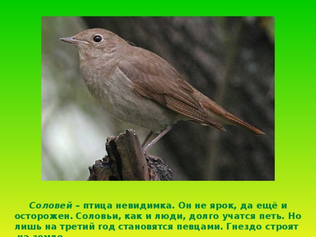  Соловей – птица невидимка. Он не ярок, да ещё и осторожен.  Соловьи, как и люди, долго учатся петь. Но лишь на третий год  становятся певцами. Гнездо строят на земле . 