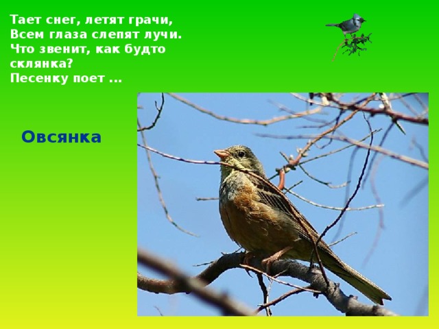 Тает снег, летят грачи,  Всем глаза слепят лучи.  Что звенит, как будто склянка?  Песенку поет ...  Овсянка 