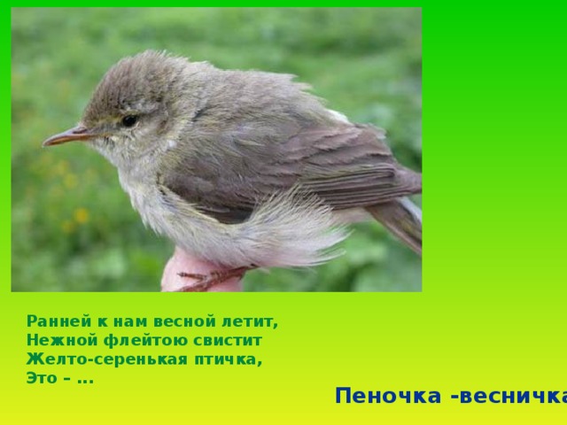 Ранней к нам весной летит,  Нежной флейтою свистит  Желто-серенькая птичка,  Это – ...  Пеночка -весничка 