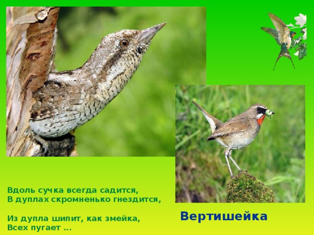 Вдоль сучка всегда садится,  В дуплах скромненько  гнездится,  Из дупла шипит, как змейка,  Всех пугает ...  Вертишейка 