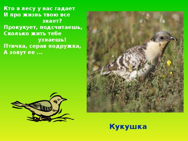  Кто в лесу у нас гадает  И про жизнь твою все  знает?  Прокукует, подсчитаешь,  Сколько жить тебе  узнаешь!  Птичка, серая подружка,  А зовут ее ...  Кукушка 