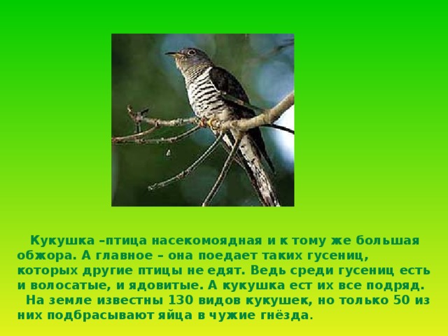   Кукушка –птица  насекомоядная и  к тому же большая обжора. А главное – она поедает таких гусениц, которых другие птицы не  едят. Ведь среди гусениц есть и волосатые, и ядовитые. А кукушка ест их все подряд.  На земле известны 130 видов кукушек, но только 50 из них подбрасывают яйца в чужие гнёзда .  