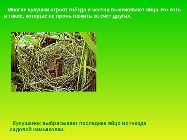  Многие кукушки строят гнёзда и честно высиживают яйца. Но есть и такие, которые не прочь пожить за счёт других.  Кукушонок выбрасывает последнее яйцо из гнезда  садовой камышовки. 