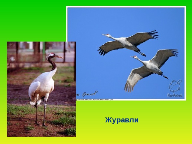 Журавли 