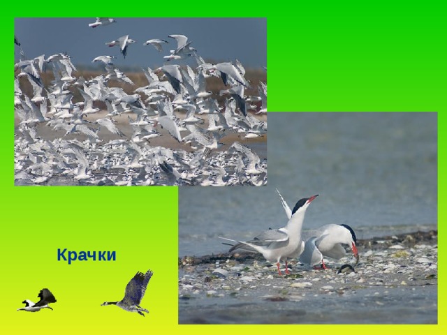 Крачки 