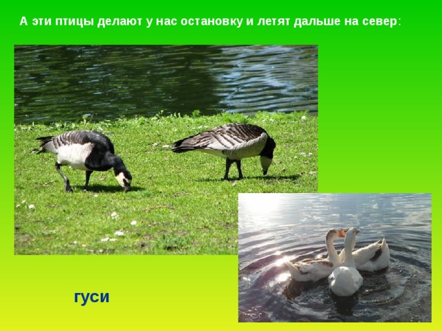  А эти птицы делают у нас остановку и летят дальше на север : гуси 