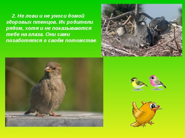  2. Не лови и не уноси домой здоровых птенцов. Их родители рядом, хотя и не показываются тебе на глаза. Они сами позаботятся о своём потомстве .  
