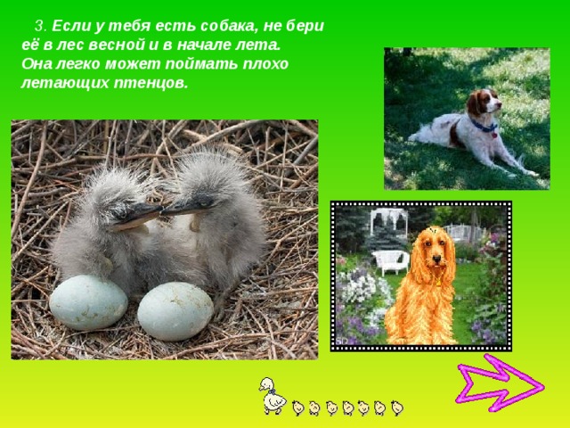  3. Если у тебя есть собака, не бери её в лес весной и в начале лета. Она легко может поймать плохо летающих птенцов. 