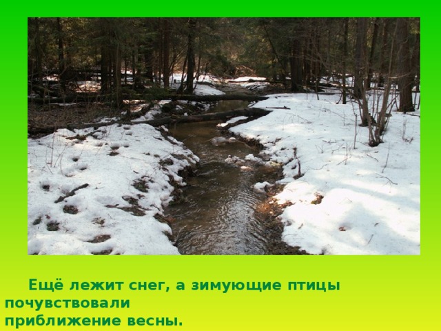 Ещё лежит снег, а зимующие птицы почувствовали приближение весны.  
