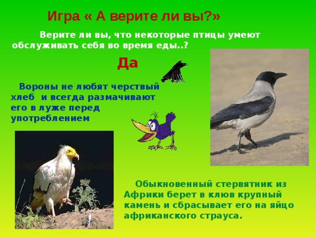 Игра « А верите ли вы?»  Верите ли вы, что некоторые птицы умеют обслуживать себя во время еды..? Да  Вороны не любят черствый хлеб и всегда размачивают его в луже перед употреблением  Обыкновенный стервятник из Африки берет в клюв крупный камень и сбрасывает его на яйцо африканского страуса.  