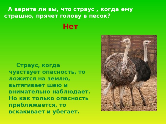  А верите ли вы, что страус , когда ему страшно, прячет голову в песок? Нет    Страус,  когда чувствует опасность, то ложится на землю, вытягивает шею и внимательно наблюдает. Но как только опасность приближается, то вскакивает и убегает. 
