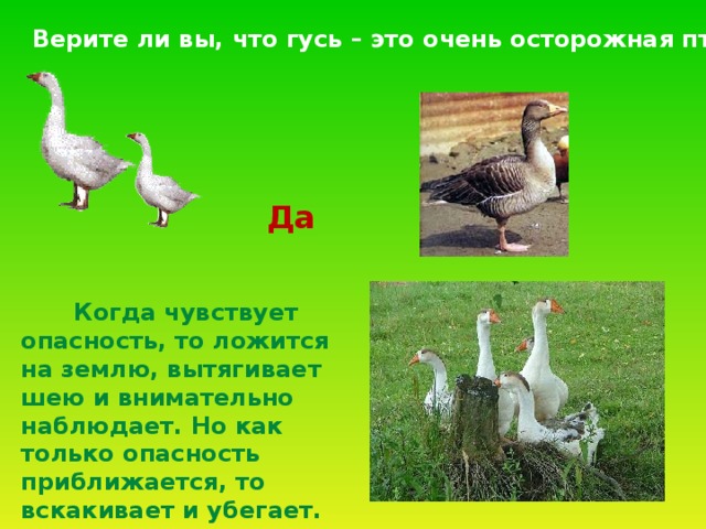 Верите ли вы, что гусь – это очень осторожная птица? Да  Когда чувствует опасность, то ложится на землю, вытягивает шею и внимательно наблюдает. Но как только опасность приближается, то вскакивает и убегает. 