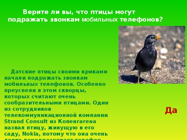  Верите ли вы, что птицы могут подражать звонкам мобильных телефонов?   Датские птицы своими криками начали подражать звонкам мобильных телефонов. Особенно преуспели в этом скворцы, которых считают очень сообразительными птицами. Один из сотрудников телекоммуникационной компании Strand Consult из Копенгагена назвал птицу, живущую в его саду, Nokia, потому что она очень ловко передразнивает телефон упомянутой марки.  Да 