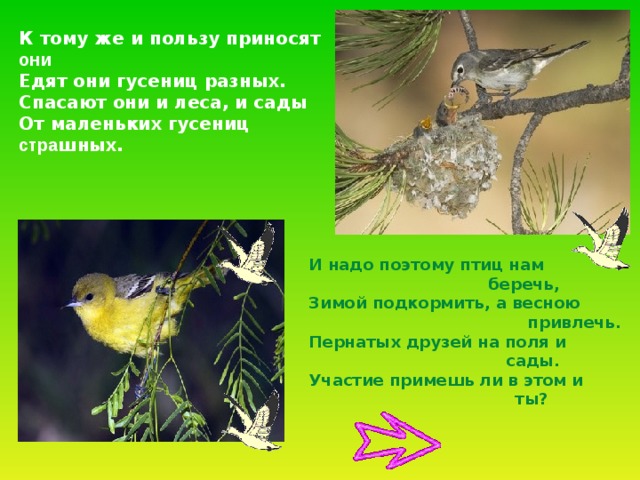 К тому же и пользу приносят они Едят они гусениц разных. Спасают они и леса, и сады От маленьких гусениц стра шных. И надо поэтому птиц нам  беречь, Зимой подкормить, а весною      привлечь. Пернатых друзей на поля и  сады. Участие примешь ли в этом и  ты? 