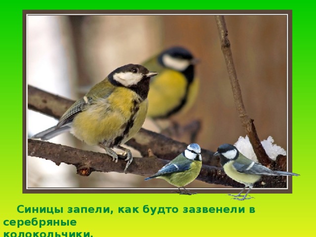  Синицы запели, как будто зазвенели в серебряные колокольчики. 