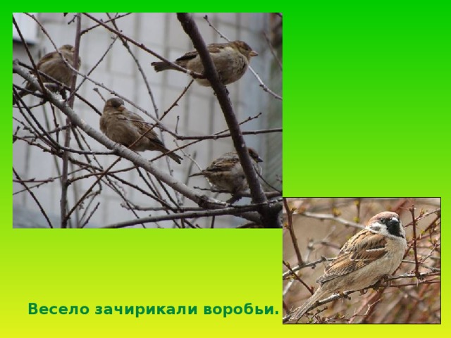 Весело зачирикали воробьи. 