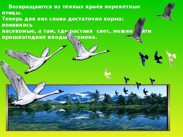  Возвращаются из тёплых краёв перелётные птицы. Теперь для них снова достаточно корма: появились насекомые, а там, где растаял снег, можно найти прошлогодние плоды и семена. 