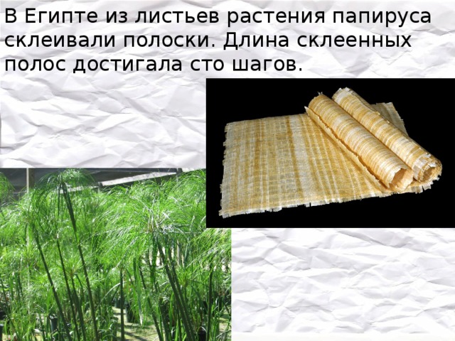 В Египте из листьев растения папируса склеивали полоски. Длина склеенных полос достигала сто шагов. 