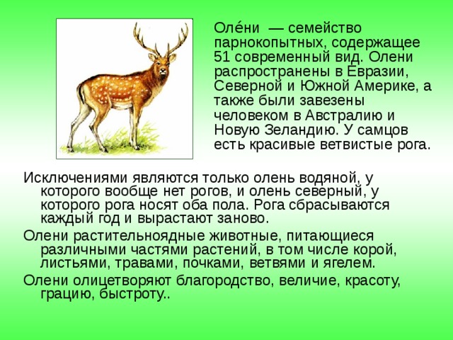  Оле́ни — семейство парнокопытных, содержащее 51 современный вид. Олени распространены в Евразии, Северной и Южной Америке, а также были завезены человеком в Австралию и Новую Зеландию. У самцов есть красивые ветвистые рога. Исключениями являются только олень водяной, у которого вообще нет рогов, и олень северный, у которого рога носят оба пола. Рога сбрасываются каждый год и вырастают заново. Олени растительноядные животные, питающиеся различными частями растений, в том числе корой, листьями, травами, почками, ветвями и ягелем. Олени олицетворяют благородство, величие, красоту, грацию, быстроту.. 