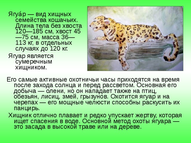 Ягуа́р — вид хищных семейства кошачьих. Длина тела без хвоста 120—185 см, хвост 45—75 см, масса 36—113 кг, в отдельных случаях до 120 кг. Ягуар является сумеречным хищником. Его самые активные охотничьи часы приходятся на время после захода солнца и перед рассветом. Основная его добыча — олени, но он нападает также на птиц, обезьян, лисиц, змей, грызунов. Охотится ягуар и на черепах — его мощные челюсти способны раскусить их панцирь.  Хищник отлично плавает и редко упускает жертву, которая ищет спасения в воде. Основной метод охоты ягуара — это засада в высокой траве или на дереве. 