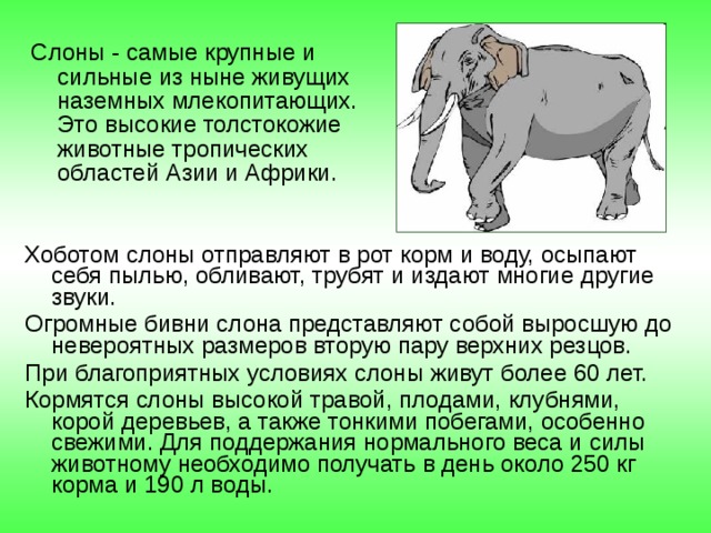 Слоны - самые крупные и сильные из ныне живущих наземных млекопитающих. Это высокие толстокожие животные тропических областей Азии и Африки. Хоботом слоны отправляют в рот корм и воду, осыпают себя пылью, обливают, трубят и издают многие другие звуки. Огромные бивни слона представляют собой выросшую до невероятных размеров вторую пару верхних резцов. При благоприятных условиях слоны живут более 60 лет. Кормятся слоны высокой травой, плодами, клубнями, корой деревьев, а также тонкими побегами, особенно свежими. Для поддержания нормального веса и силы животному необходимо получать в день около 250 кг корма и 190 л воды. 
