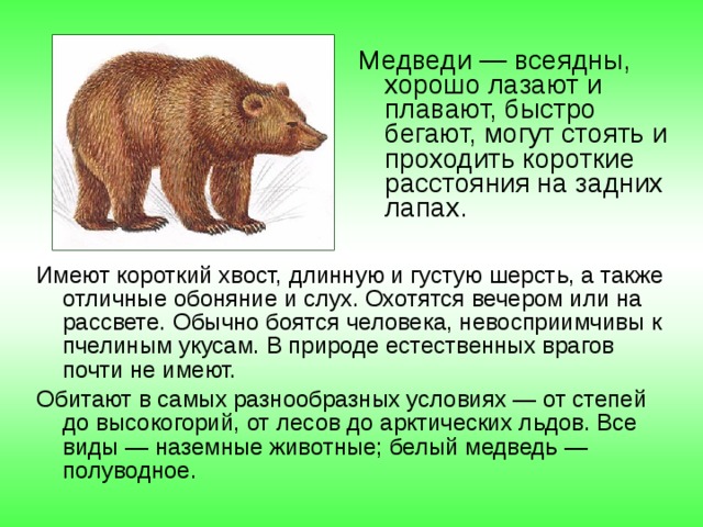 Медведи — всеядны, хорошо лазают и плавают, быстро бегают, могут стоять и проходить короткие расстояния на задних лапах. Имеют короткий хвост, длинную и густую шерсть, а также отличные обоняние и слух. Охотятся вечером или на рассвете. Обычно боятся человека, невосприимчивы к пчелиным укусам. В природе естественных врагов почти не имеют. Обитают в самых разнообразных условиях — от степей до высокогорий, от лесов до арктических льдов. Все виды — наземные животные; белый медведь — полуводное. 