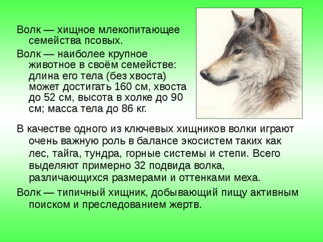 Волк — хищное млекопитающее семейства псовых. Волк — наиболее крупное животное в своём семействе: длина его тела (без хвоста) может достигать 160 см, хвоста до 52 см, высота в холке до 90 см; масса тела до 86 кг. В качестве одного из ключевых хищников волки играют очень важную роль в балансе экосистем таких как лес, тайга, тундра, горные системы и степи. Всего выделяют примерно 32 подвида волка, различающихся размерами и оттенками меха. Волк — типичный хищник, добывающий пищу активным поиском и преследованием жертв. 