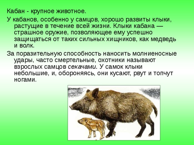 Кабан - крупное животное. У кабанов, особенно у самцов, хорошо развиты клыки, растущие в течение всей жизни. Клыки кабана — страшное оружие, позволяющее ему успешно защищаться от таких сильных хищников, как медведь и волк. За поразительную способность наносить молниеносные удары, часто смертельные, охотники называют взрослых самцов секачами. У самок клыки небольшие, и, обороняясь, они кусают, рвут и топчут ногами. 