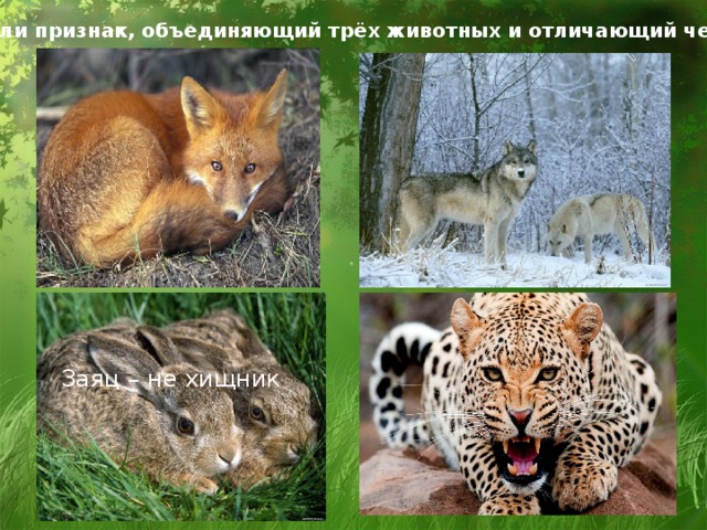 Определи признак, объединяющий трёх животных и отличающий четвёртого . Заяц – не хищник 