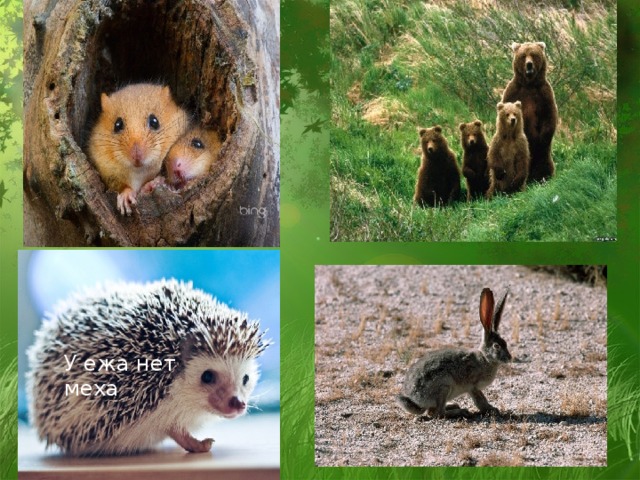 У ежа нет меха 