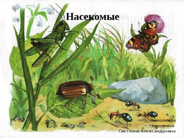 Насекомые Выполнила  Чиковкина Светлана Александровна  