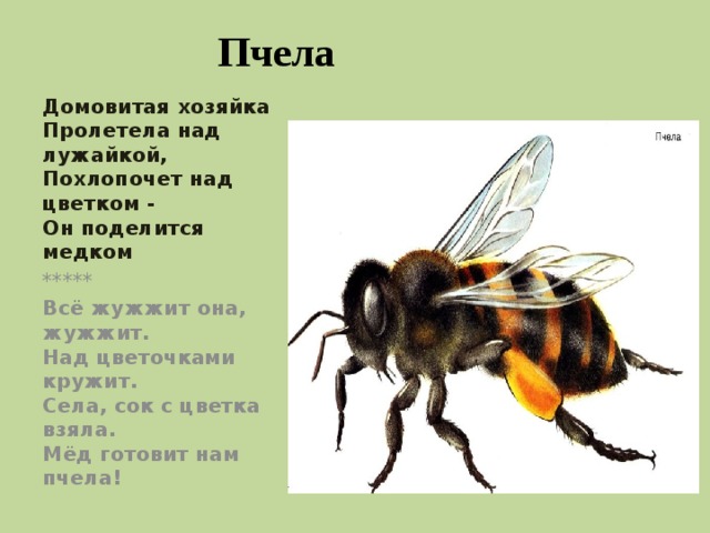 Пчела  Домовитая хозяйка   Пролетела над лужайкой,   Похлопочет над цветком -   Он поделится медком   ***** Всё жужжит она, жужжит.  Над цветочками кружит.  Села, сок с цветка взяла.  Мёд готовит нам пчела! 