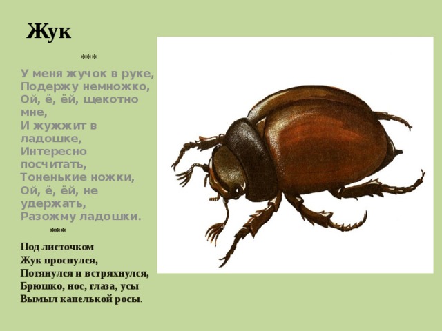 Жук *** У меня жучок в руке,  Подержу немножко,  Ой, ё, ёй, щекотно мне,  И жужжит в ладошке,  Интересно посчитать,  Тоненькие ножки,  Ой, ё, ёй, не удержать,  Разожму ладошки.  *** Под листочком  Жук проснулся,  Потянулся и встряхнулся,  Брюшко, нос, глаза, усы  Вымыл капелькой росы . 