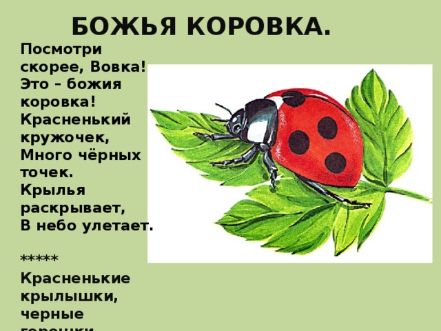     БОЖЬЯ КОРОВКА.   Посмотри скорее, Вовка!  Это – божия коровка!  Красненький кружочек,  Много чёрных точек.  Крылья раскрывает,  В небо улетает.   ***** Красненькие крылышки, черные горошки.  Кто это гуляет по моей ладошке?  