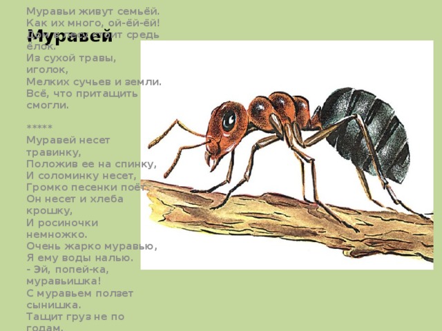 Муравей Муравьи живут семьёй.  Как их много, ой-ёй-ёй!  Дом в лесу стоит средь ёлок.  Из сухой травы, иголок,  Мелких сучьев и земли.  Всё, что притащить смогли.   *****  Муравей несет травинку,  Положив ее на спинку,  И соломинку несет,  Громко песенки поёт.  Он несет и хлеба крошку,  И росиночки немножко.  Очень жарко муравью,  Я ему воды налью.  - Эй, попей-ка, муравьишка!  С муравьем ползет сынишка.  Тащит груз не по годам,  И ему попить я дам. 