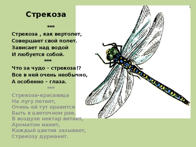 Стрекоза  *** Стрекоза , как вертолет, Совершает свой полет. Зависает над водой И любуется собой.  *** Что за чудо – стрекоза!? Все в ней очень необычно, А особенно – глаза.  *** Стрекоза-красавица  На лугу летает,  Очень ей тут нравится  Быть в цветочном рае.  В воздухе нектар витает,  Ароматом манит,  Каждый цветик зазывает,  Стрекозу дурманит.   