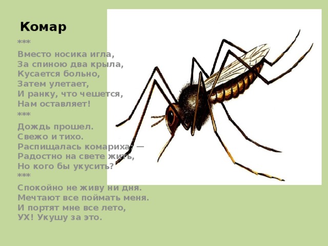Комар *** Вместо носика игла,  За спиною два крыла,  Кусается больно,  Затем улетает,  И ранку, что чешется,  Нам оставляет! *** Дождь прошел.  Свежо и тихо.  Распищалась комариха: —  Радостно на свете жить,  Но кого бы укусить?  *** Спокойно не живу ни дня.  Мечтают все поймать меня.  И портят мне все лето,  УХ! Укушу за это. 
