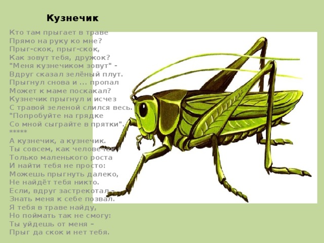  Кузнечик Кто там прыгает в траве  Прямо на руку ко мне?  Прыг-скок, прыг-скок,  Как зовут тебя, дружок?  