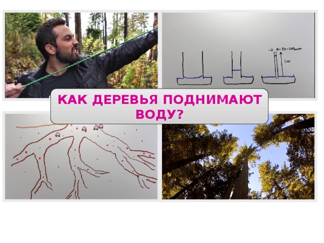 КАК ДЕРЕВЬЯ ПОДНИМАЮТ ВОДУ? 