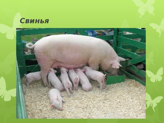 Свинья 